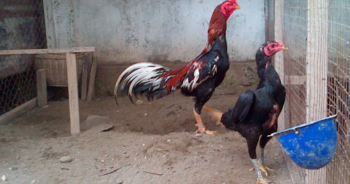 Jual Ayam Dalam Bnuku Mimpi 84 (Buku mimpi 2D bergambar) BUDDHA