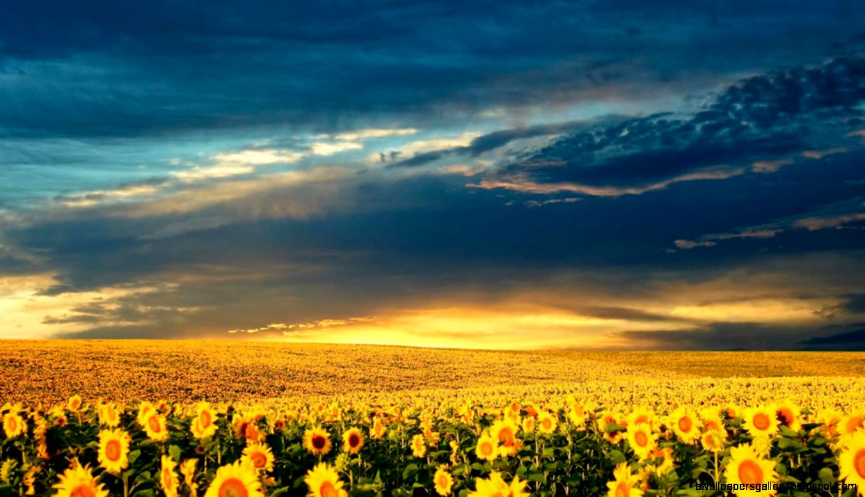 Sunflower Field Pictures 6812489