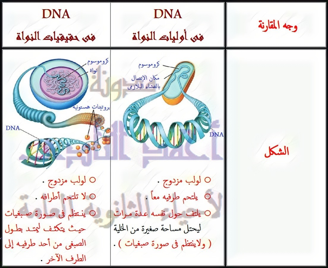 مقارنة بين DNA فى أوليات النواة و DNA فى حقيقيات النواة  -المحتوى الجينى 