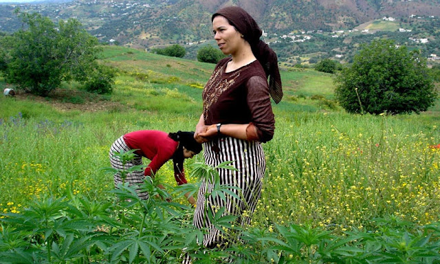 ... la superficie cultivÃ©e en cannabis au Maroc en comparaison avec 2003