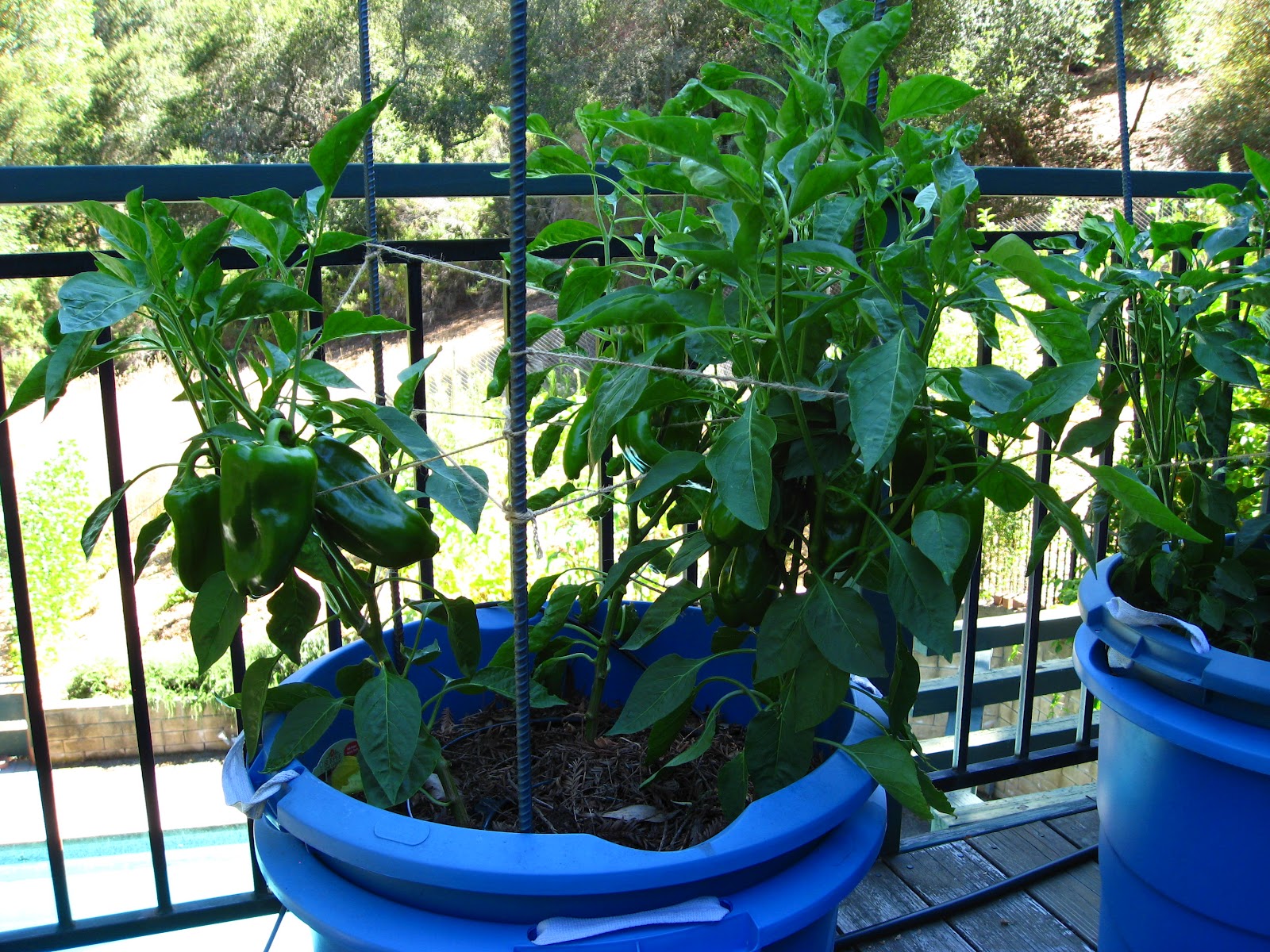 Low Cost Vegetable Garden: Zero Cost Organic Container Update Aug2012
