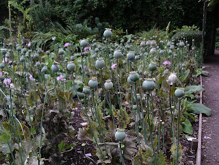 Mass of poppy seed heads Tredegar House Green Fingered Blog