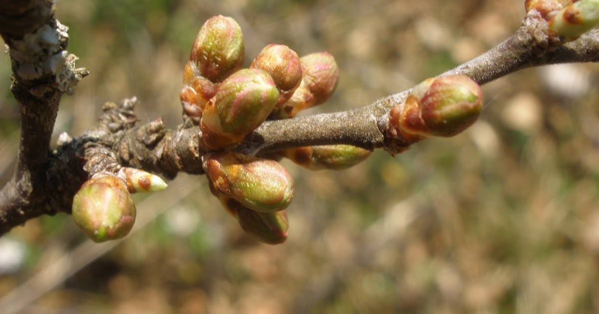 Di fiore in fiore Pruno spinoso