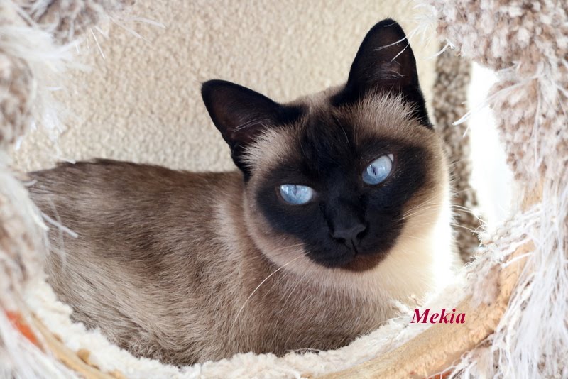 Mekia now 7 yrs old , waiting on the right home.