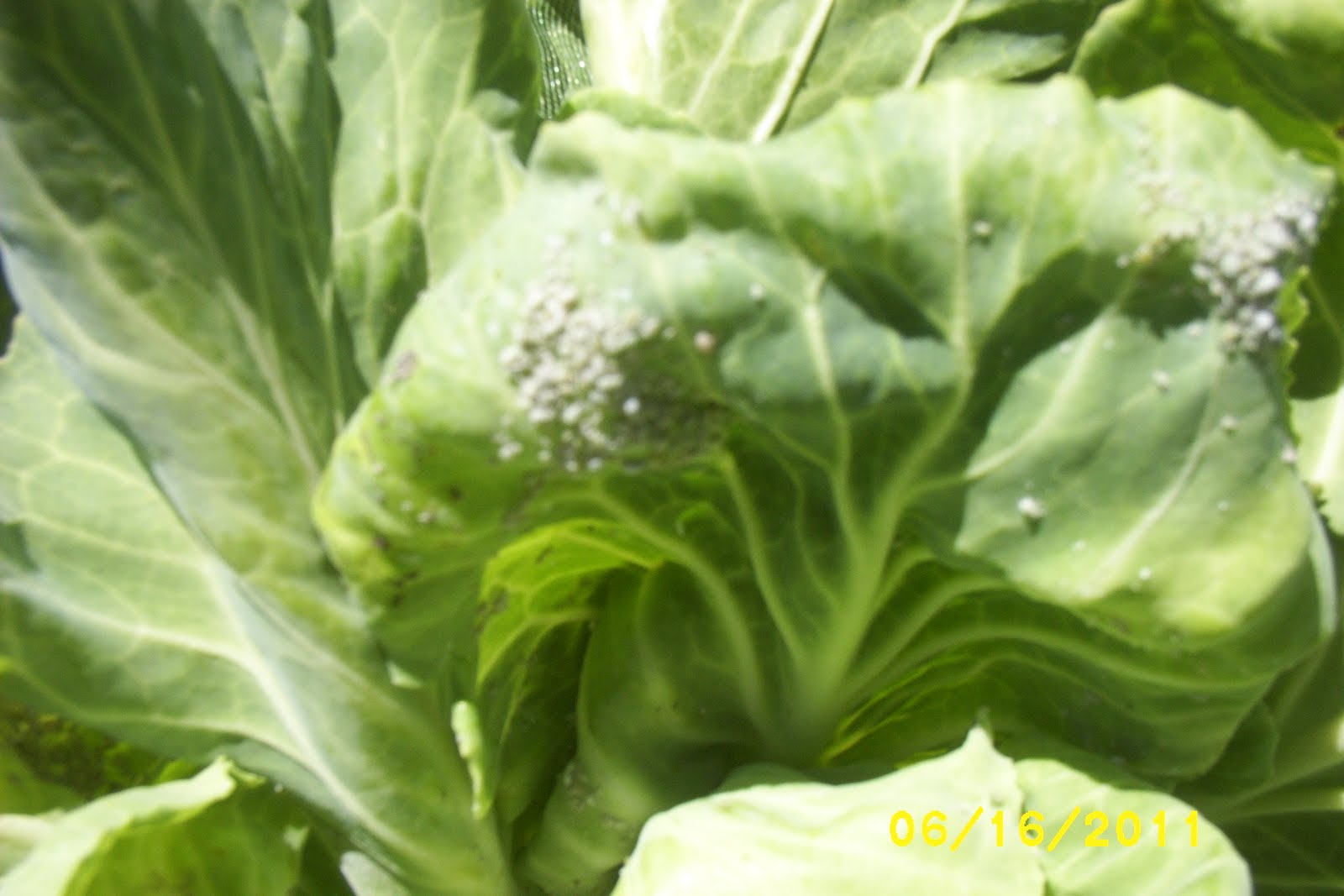 How Does My Garden Grow Garden Update 616