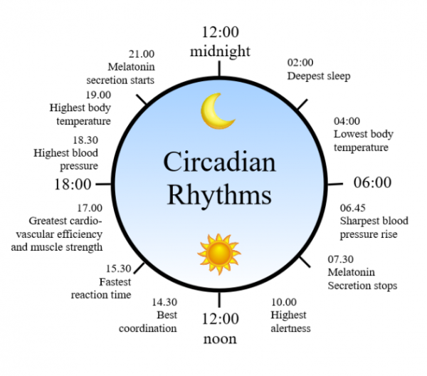 Which Statement About Circadian Rhythm Is Accurate Circadian Rhythm