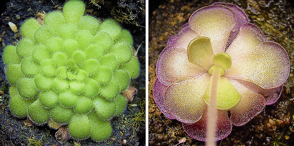 Killer Succulents Carnivorous Butterwort