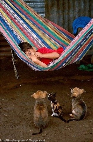  Funny kid and animals