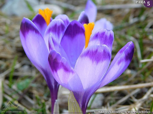 Szafran spiski (Crocus scepusiensis).