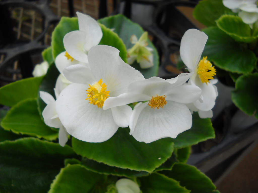 Daily Glimpses of Japan Beautiful Japanese Flowers, Noda