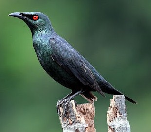 Mengenal Dekat Dan Ciri Ciri Burung Cucak Keling Di Lihat Dari Segi