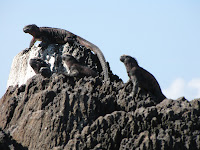 Iguanas at Suarez Point, Espanola Island