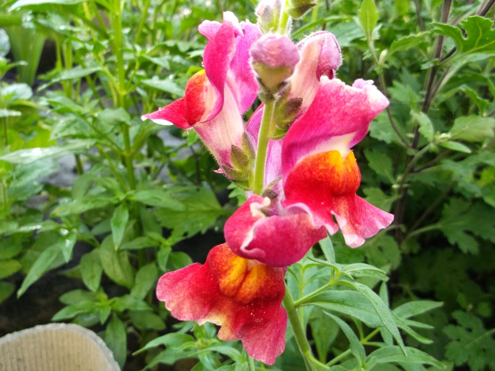 львиный зев калифорния. львиный зев цветок бутон. львиный зев бутон. львиный зев антирринум калифорния. лист львиного зева.