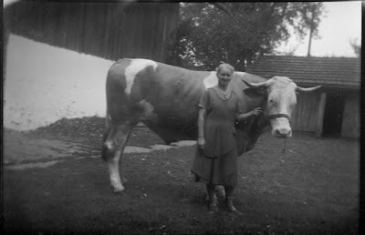Ein Stier aus den 1930ern - Gars am Inn - 1930-1950