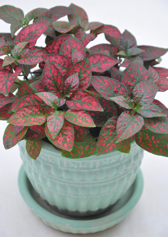 Three Dogs in a Garden The Polka Dot Plant