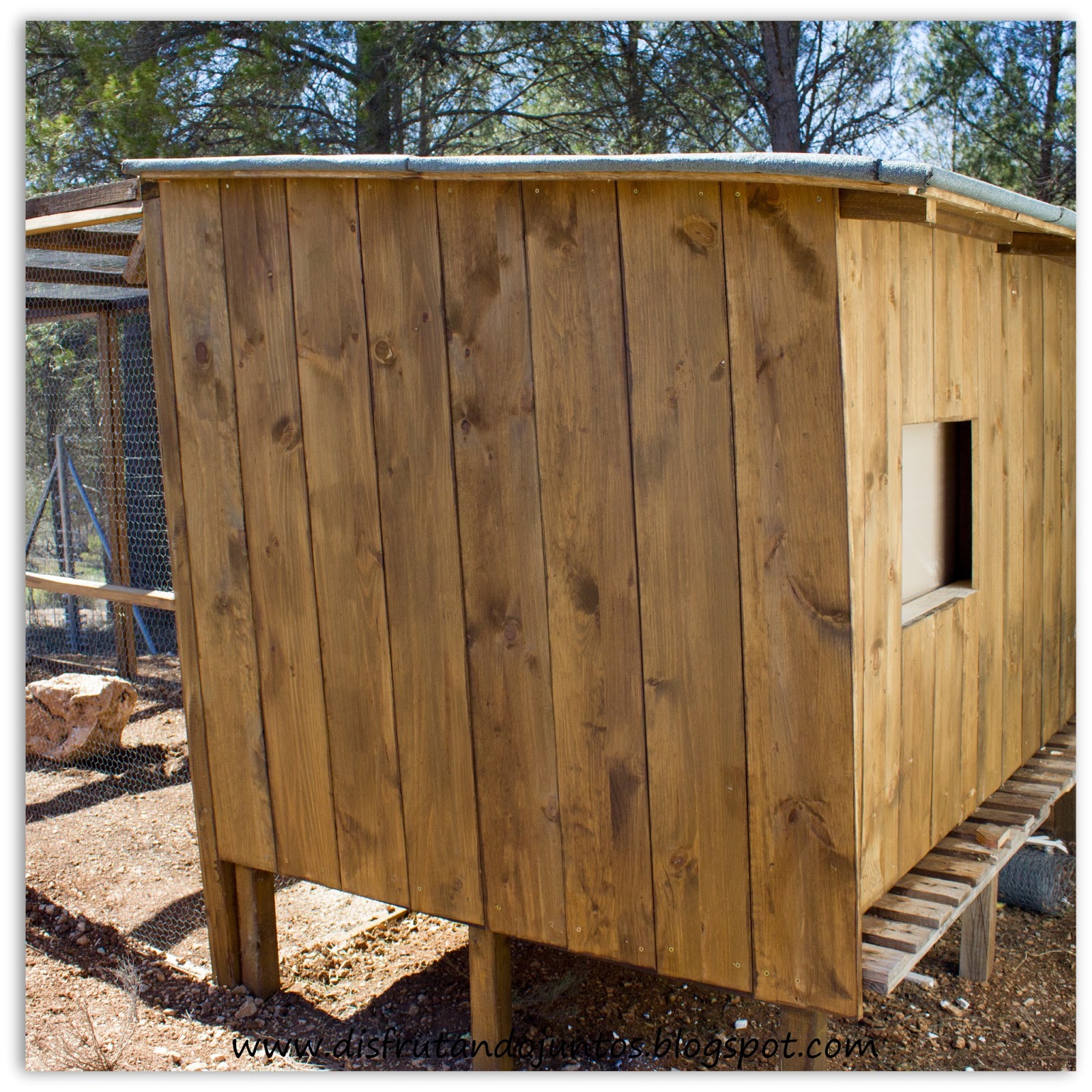 Disfrutando juntos: Gallos, Gallinas y Gallinero