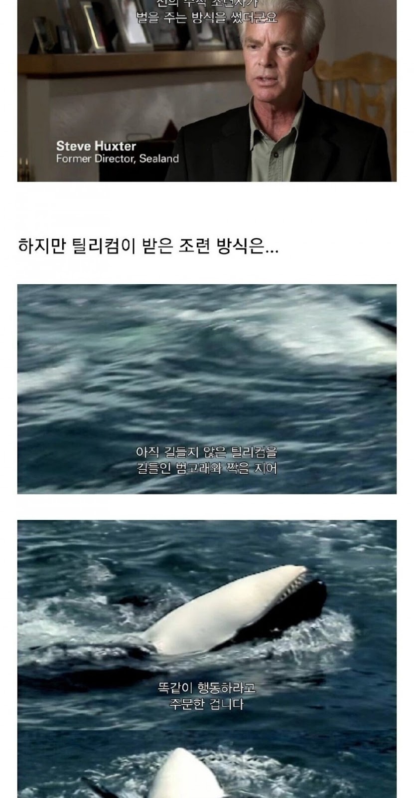 범고래 습격 사건