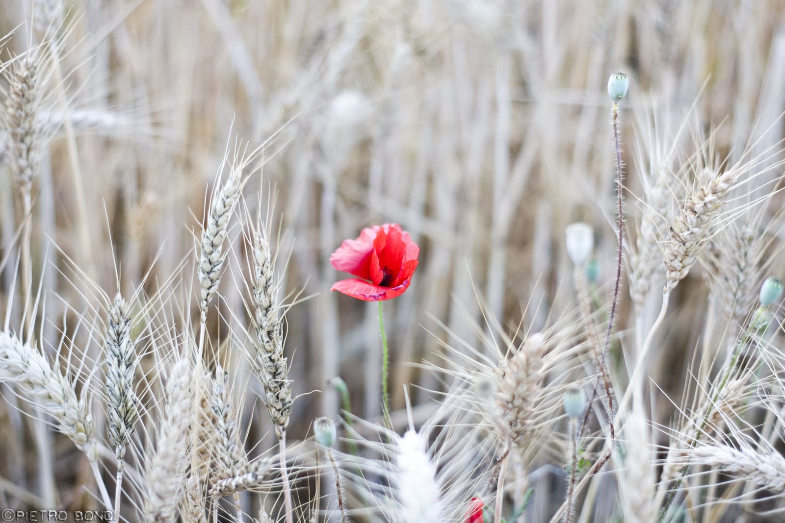 For The Price Of A Cup Of Tea: dormi sepolto in un campo di grano...
