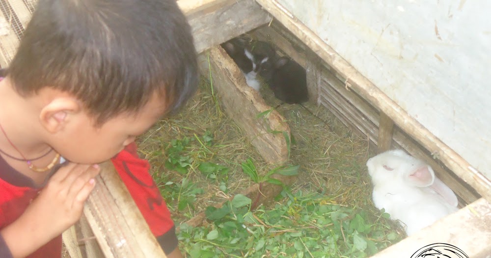 Tahap Perkembangan Kelinci Dari Lahir Hingga Dewasa