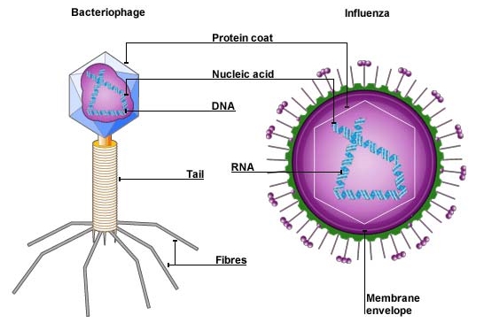 Contoh soal biologi kelas 10 tentang virus