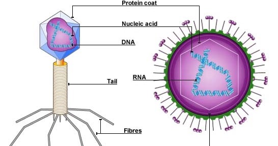 Ringkasan Contoh Soal Pembahasan Biologi Virus Soal Utbk Sbmptn 2021 Dan Pembahasan Pdf