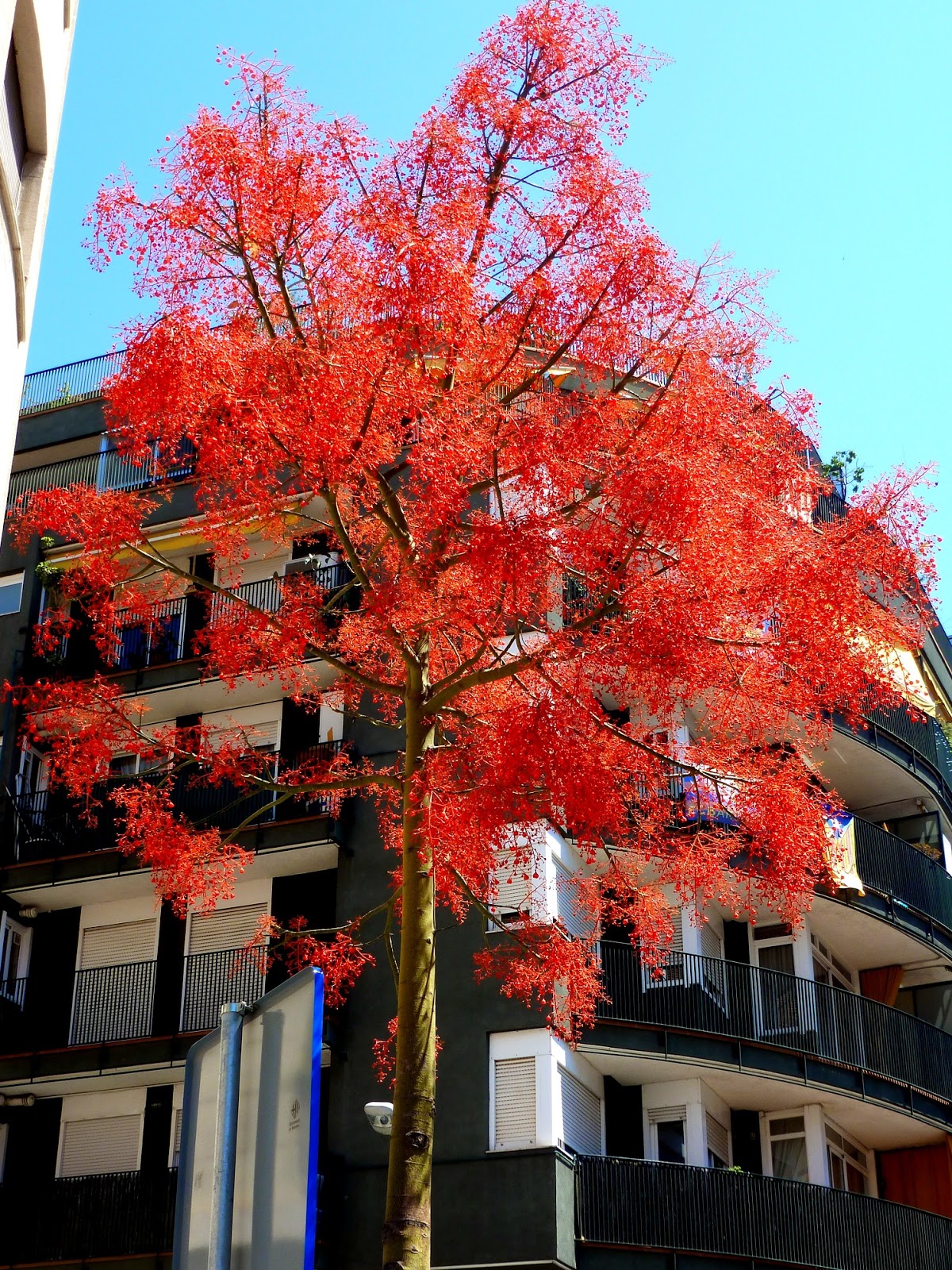 Árboles con alma: Arbol de fuego. (Brachychiton acerifolius)