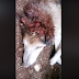 Iωάννινα:Σκύλος χτυπημένος με τσεκούρι στο κεφάλι και κομμένα αυτιά ..στην Πεδινή ..