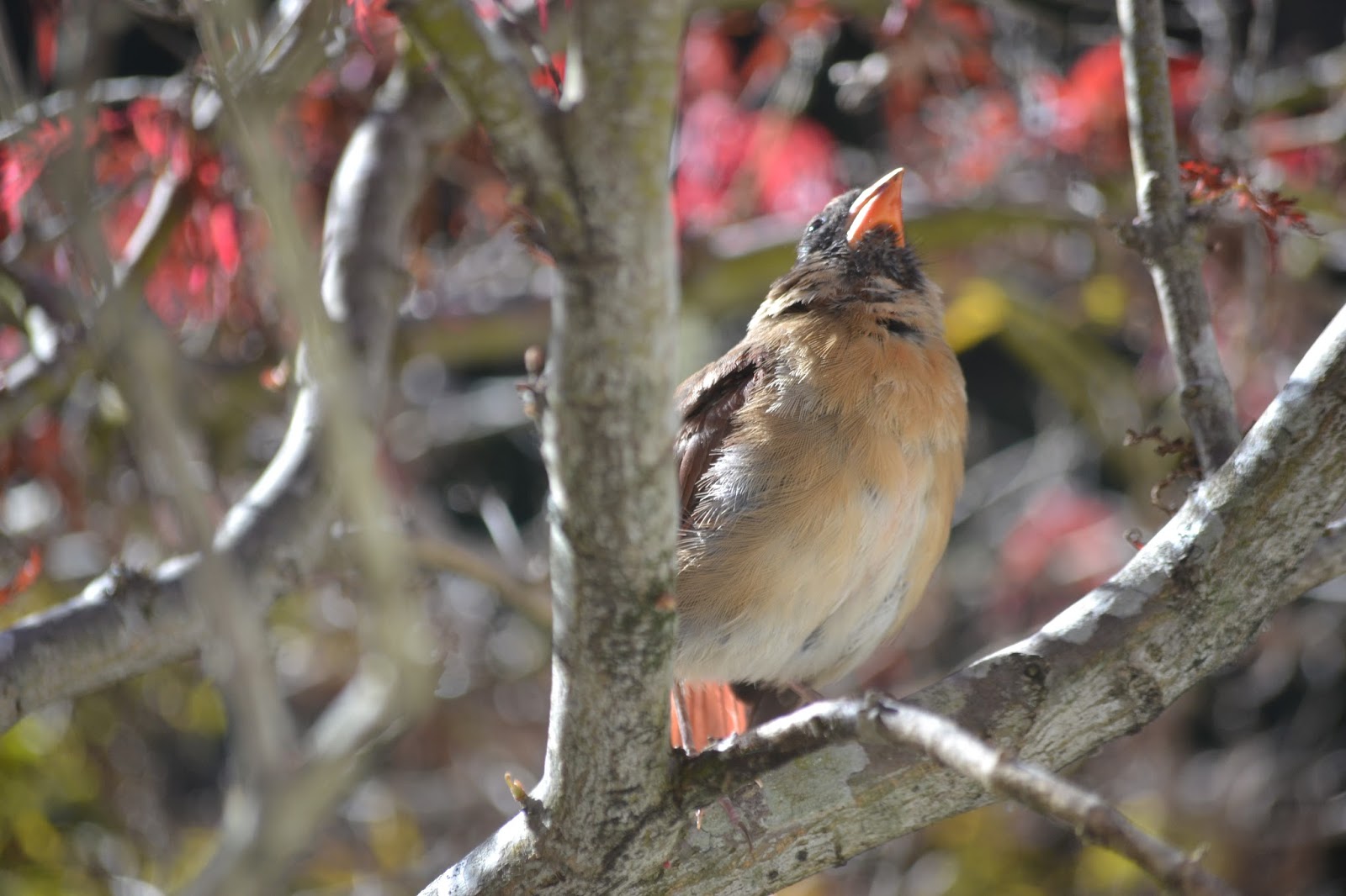 The Greenbelt: Cardinals in a Japanese maple