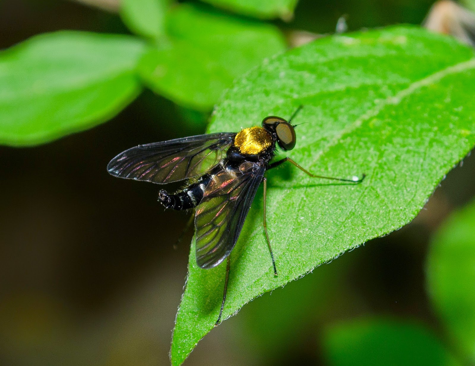  Golden-Backed Snipe Fly, Chrysopilus thoracicus