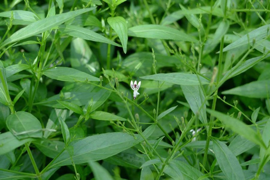 Herbalkart | The Online Herbal Store: Kalmegh - Siriyanangai