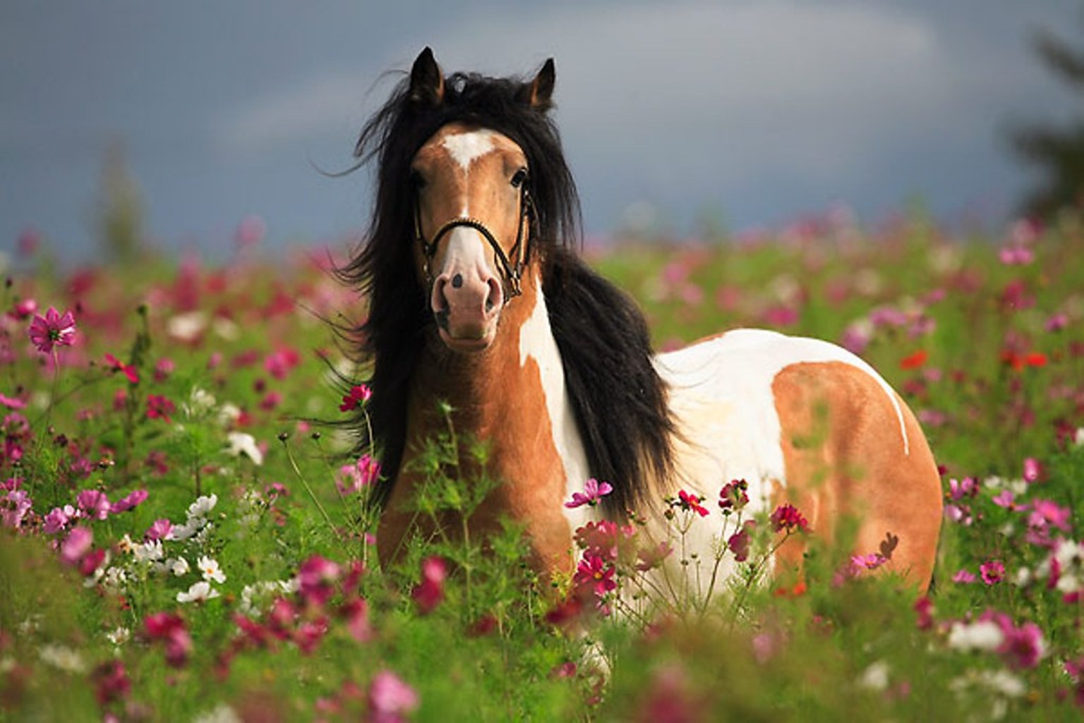 Horses are beautiful