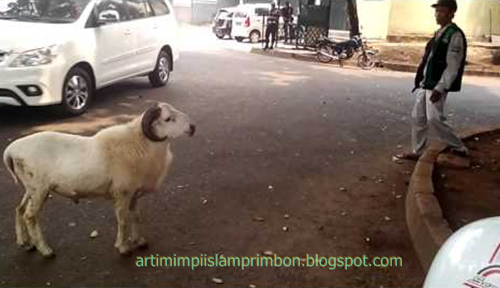 12+ Arti Mimpi Memandikan Kambing Putih