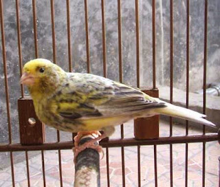 burung kenari lizard / lizard canary burung kenari lizard