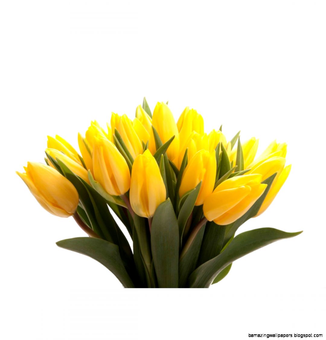 Valentines Day Yellow Tulips  Flower Muse