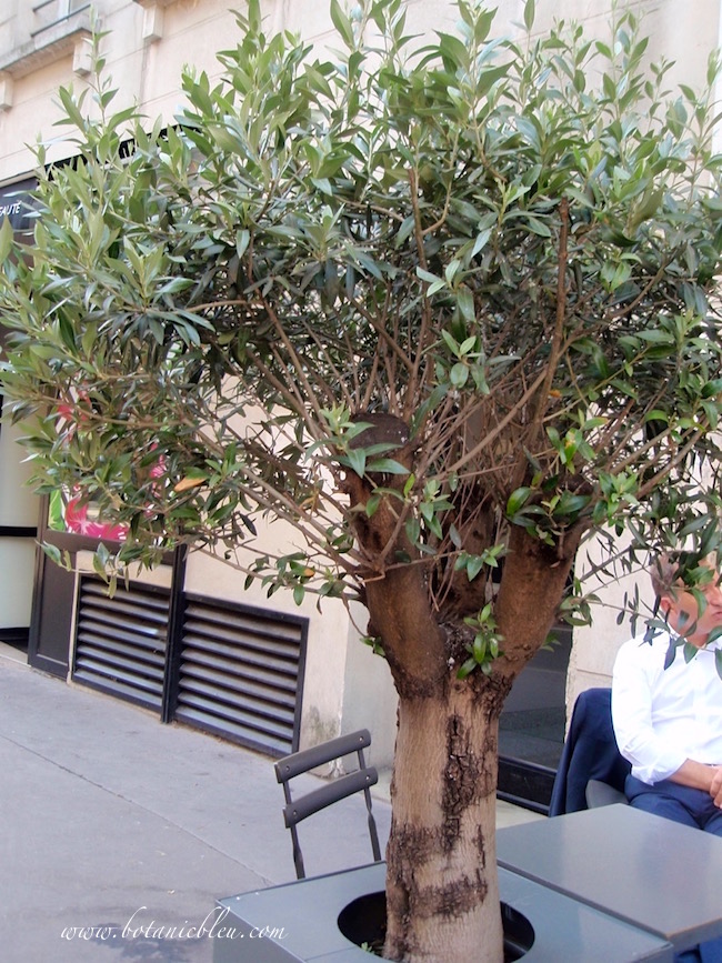 potted-olive-trees-are-hardy-plants-in-paris