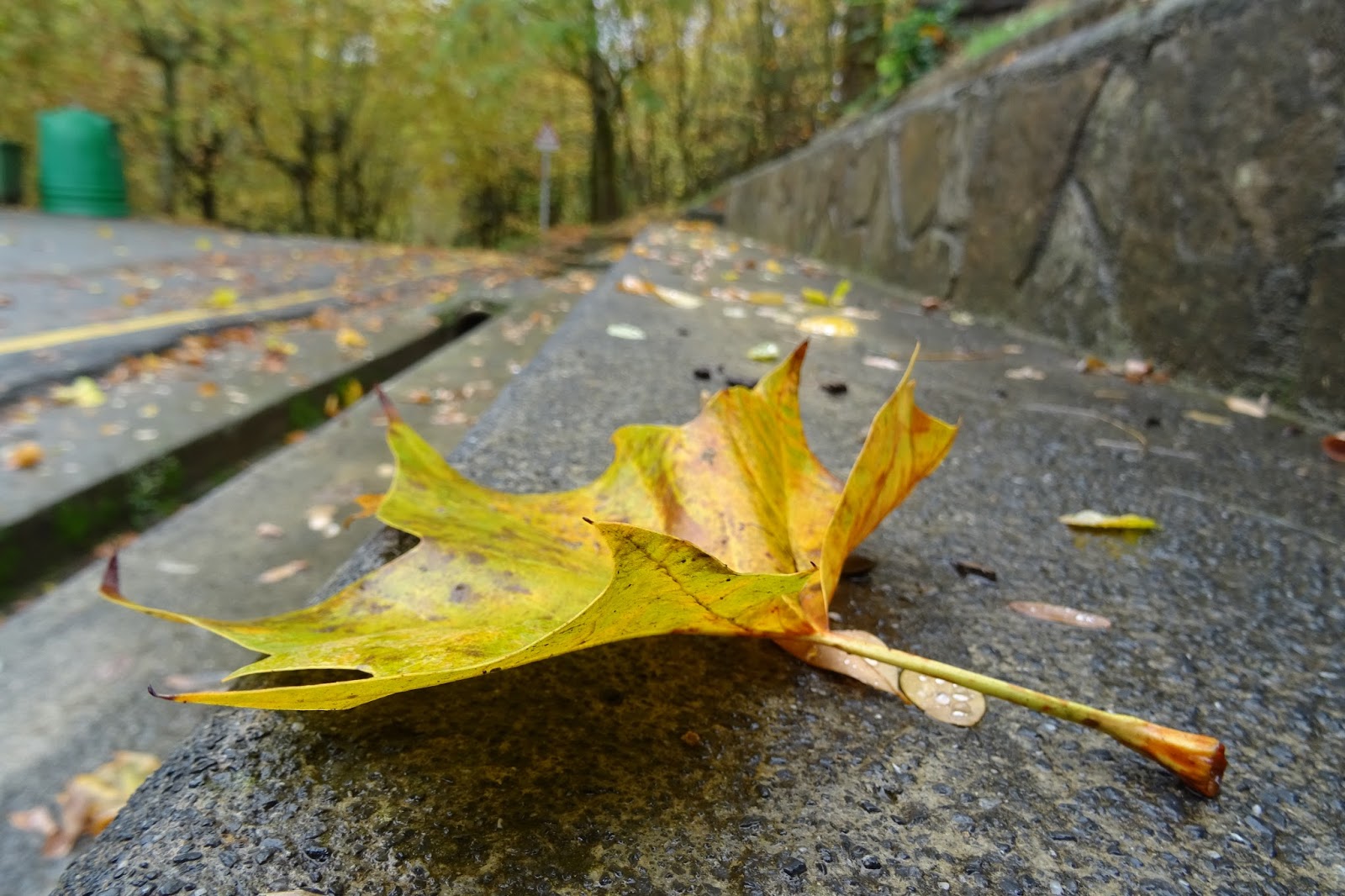 INMAGINE hojas CAIDAS