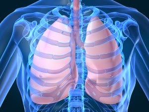 15 Plants & Herbs That Can Boost Lung Health, Heal Respiratory Infections & Repair Pulmonary Damage