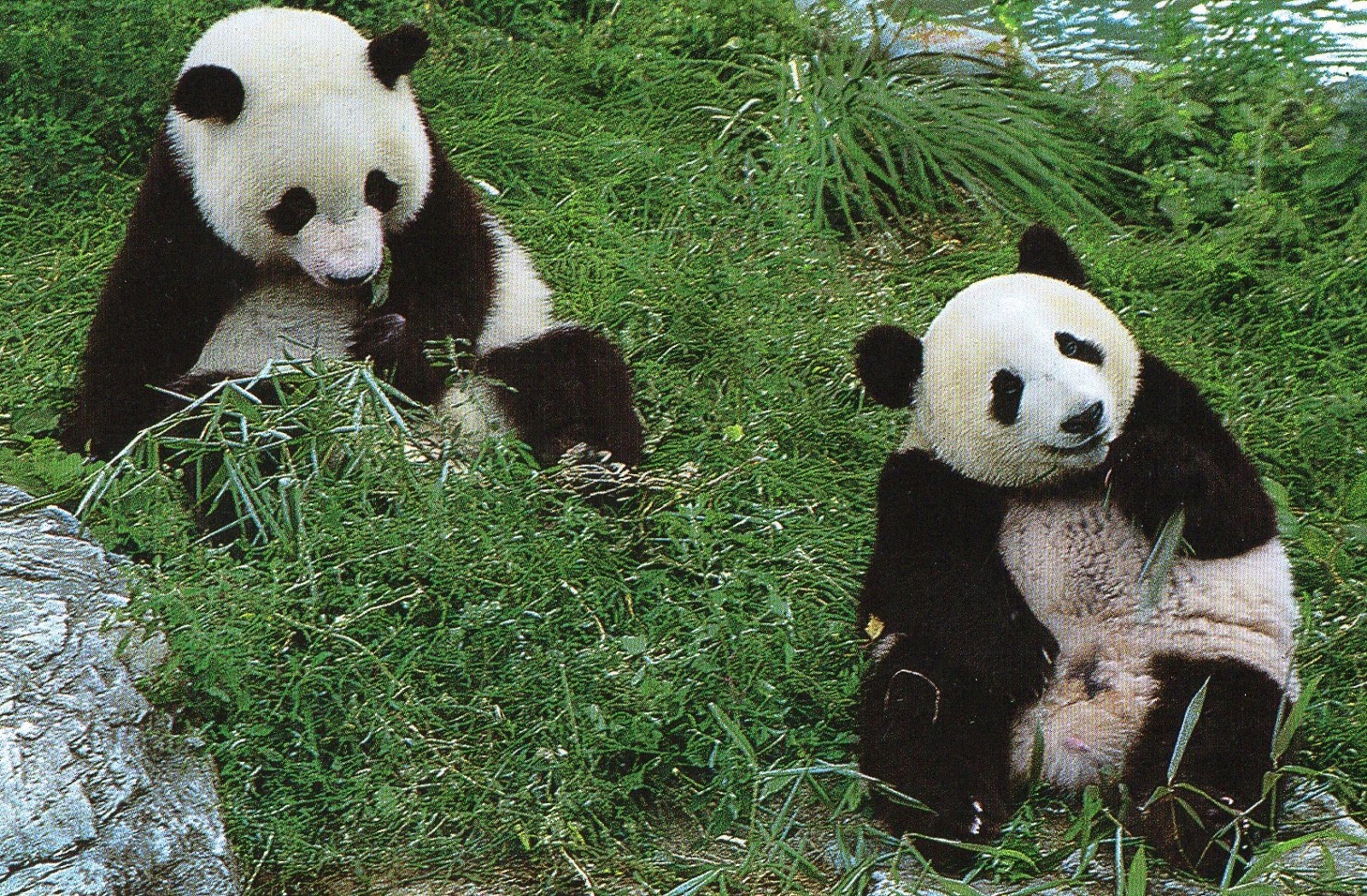 большая панда красная книга. большая панда из красной книги. большая панда красная книга. краснокнижные животные панда. большая панда красная книга.