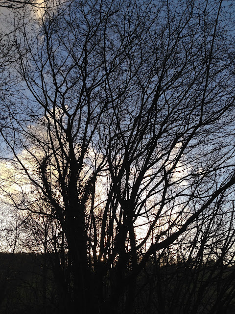 Silhouetted trees in the late afternoon sun