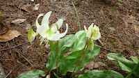 弘前公園植物園の白花カタクリ