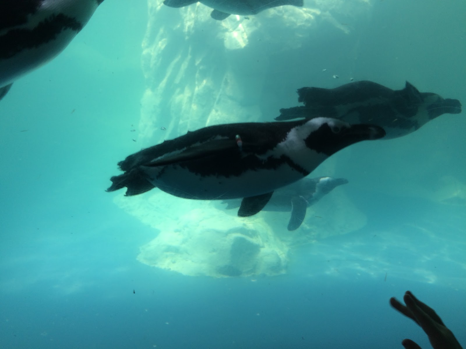 Evan and Lauren�s Cool Blog 8/15/16 Mystic Aquarium So