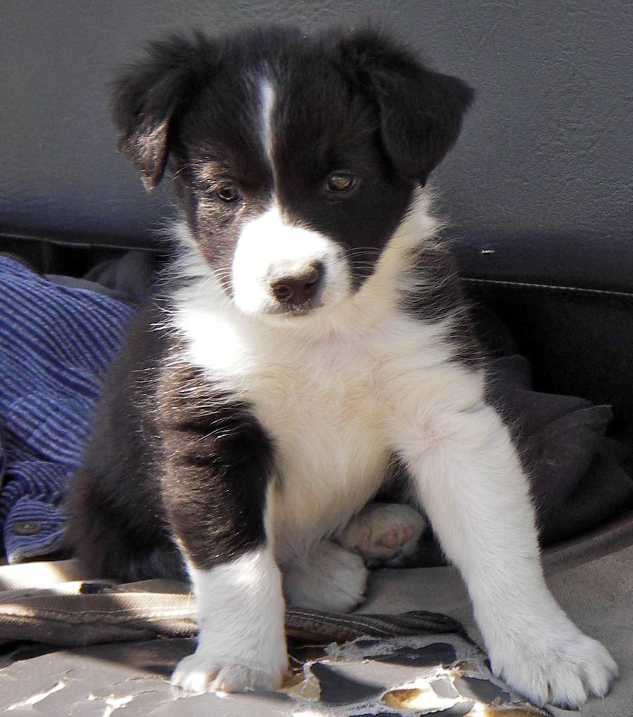 Cute Puppy Dogs: brown border collie puppies