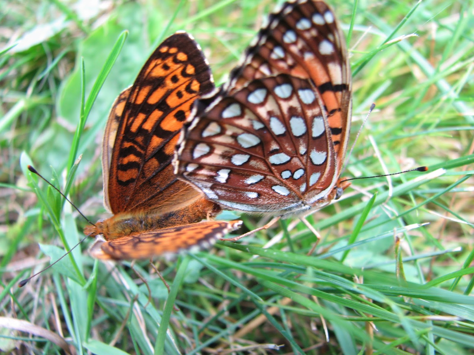 Vermont Butterfly Photos Great Spangled (Cybelle) & Aphrodite