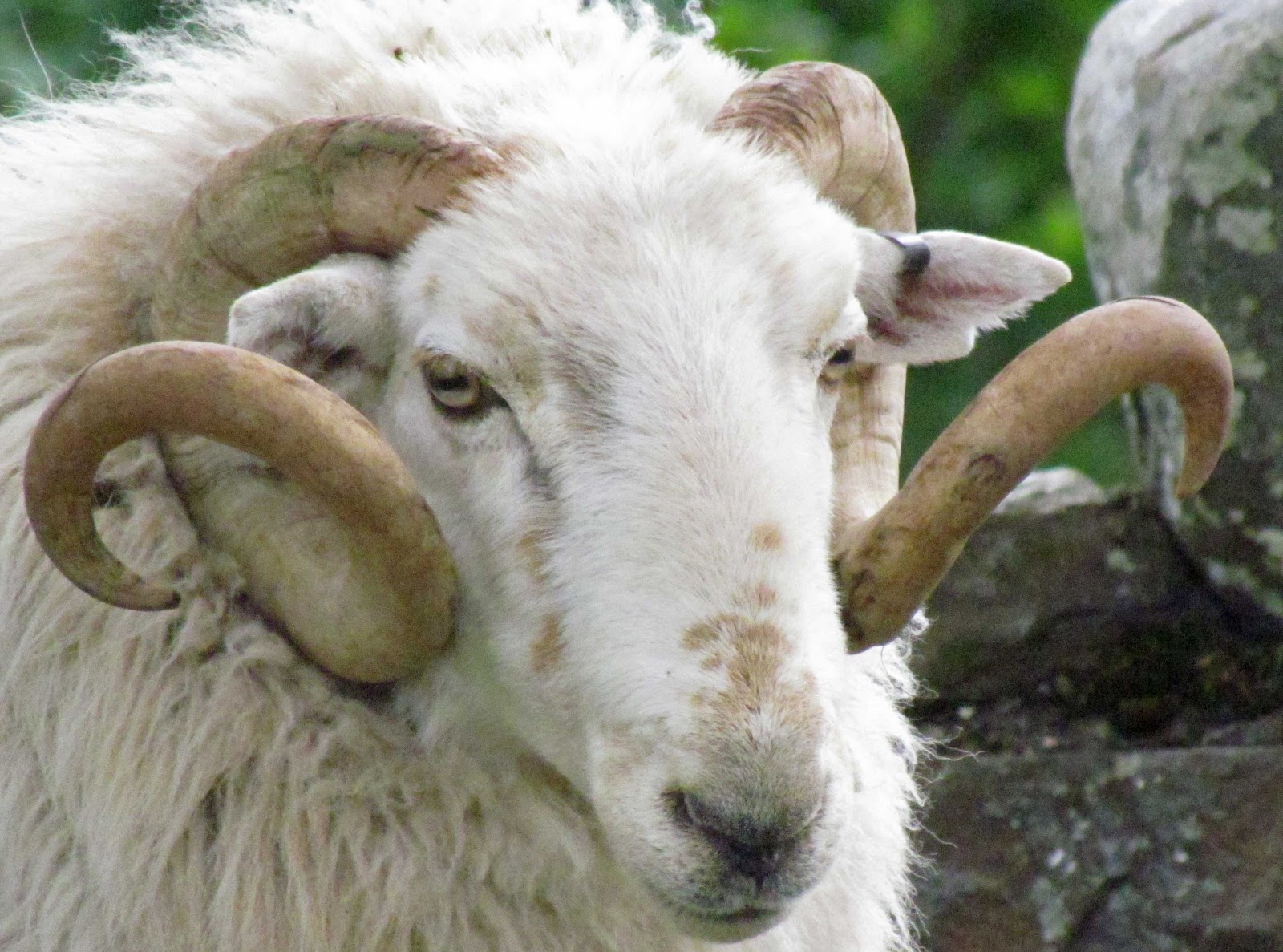 Woodlouse House LLanbedr, Wales