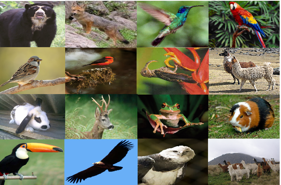 Biodiversidad del Ecuador FAUNA DE LA REGIÓN NATURAL INTERNADINA