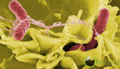 Makalah Bakteri Lengkap Dengan Gambarnya Makalah Bakteri Lengkap Dengan Gambarnya