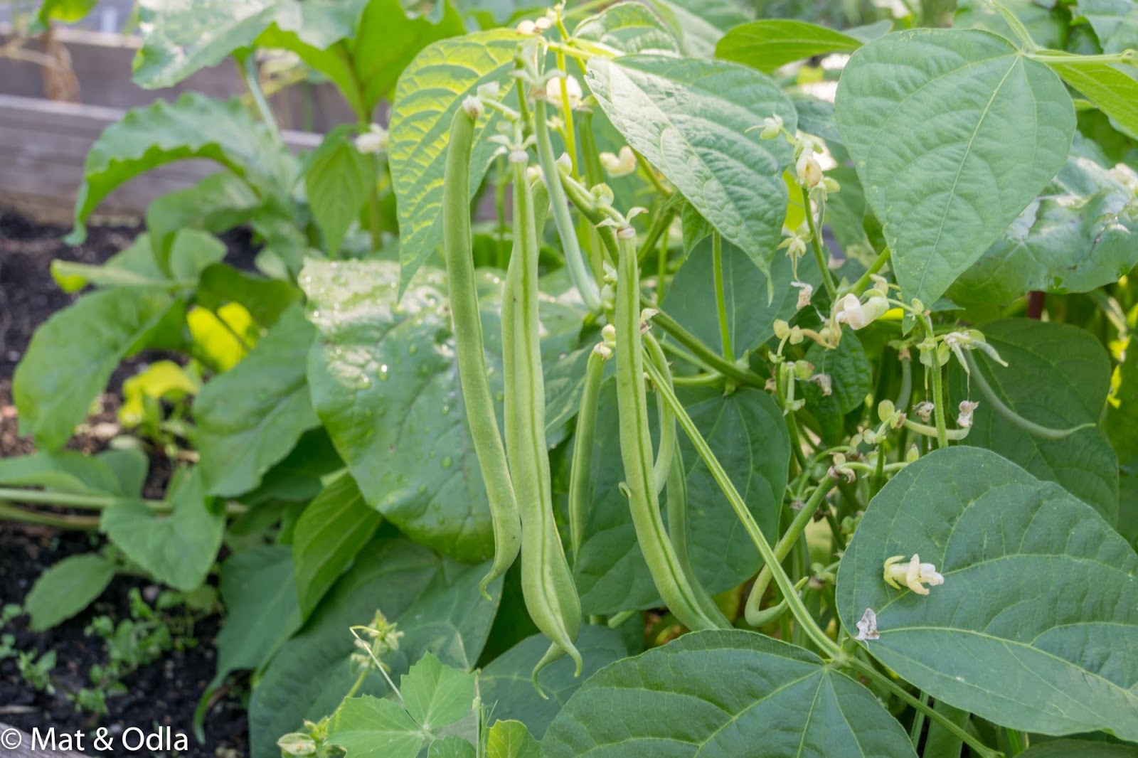 haricot verts