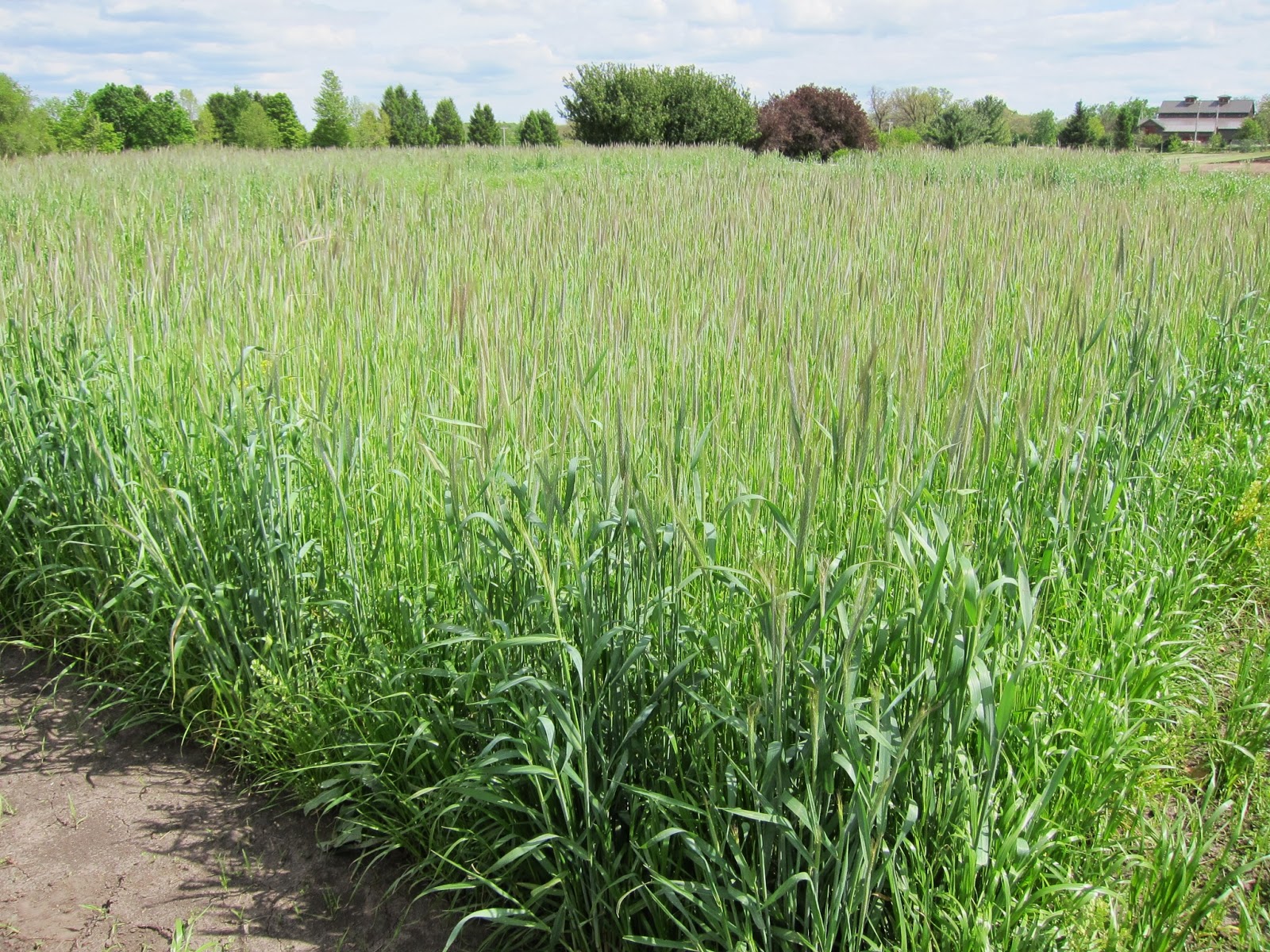 IowaVegetables Cover Crop day