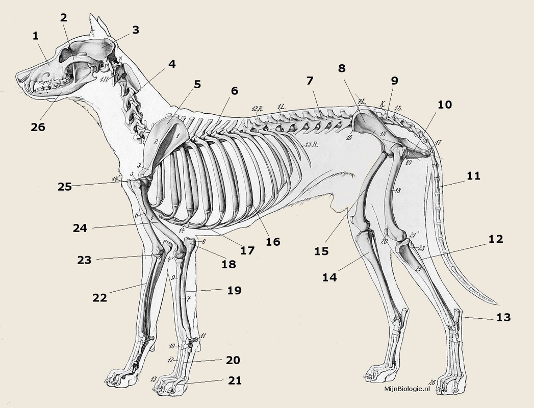 Огэ биология собака. Скелет собаки биология 7 класс. Скелет собаки снизу. Отделы скелета собаки. Скелет собаки суставы.