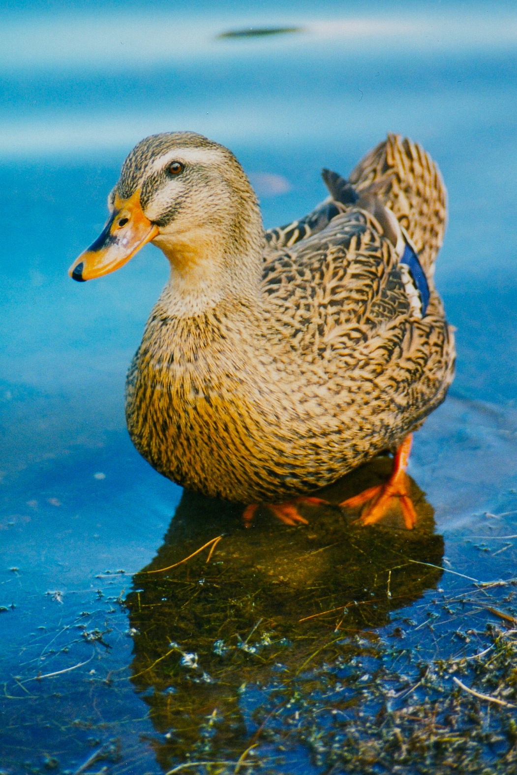 Duck - The Mallard is a Cordial Neighbor